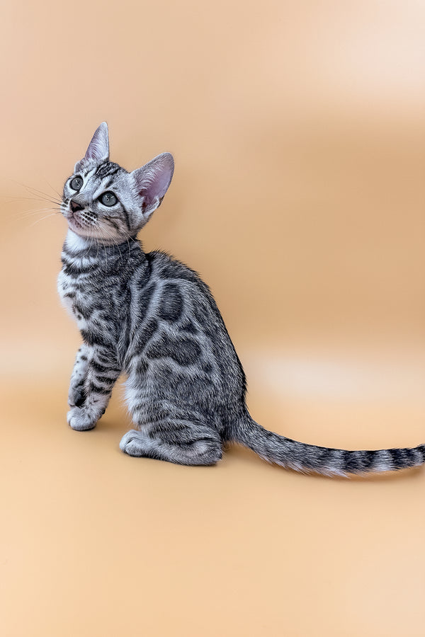 Zara | Bengal Kitten