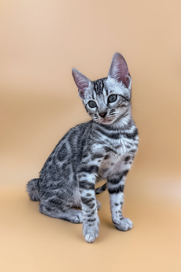 Find your Perfect and Exotic Bengal Kitten with Zara! Purebred Kitties