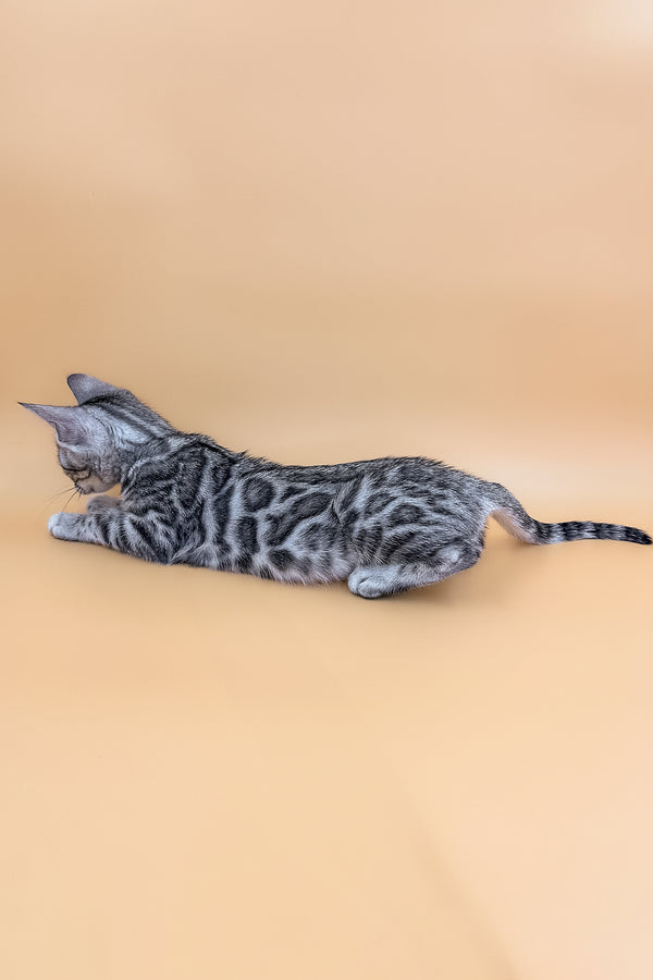 Zara | Bengal Kitten