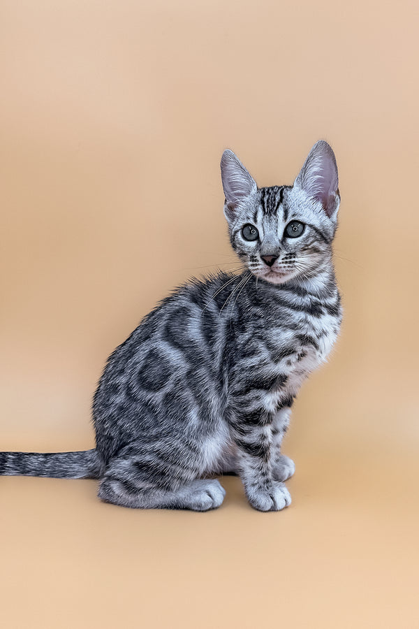 Zara | Bengal Kitten