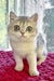 Zara | Scottish Straight Kitten