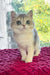 Zara | Scottish Straight Kitten