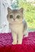 Zara | Scottish Straight Kitten