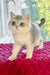 Zara | Scottish Straight Kitten