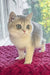 Zara | Scottish Straight Kitten