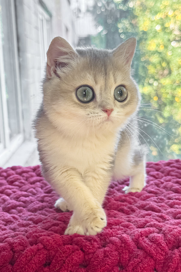 Zara | Scottish Straight Kitten
