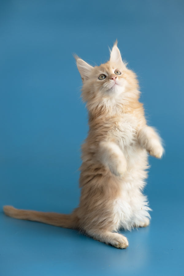 Zefir | Maine Coon Kitten