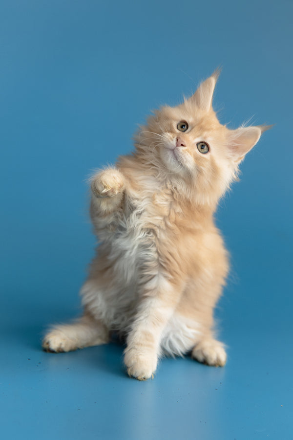 Zefir | Maine Coon Kitten