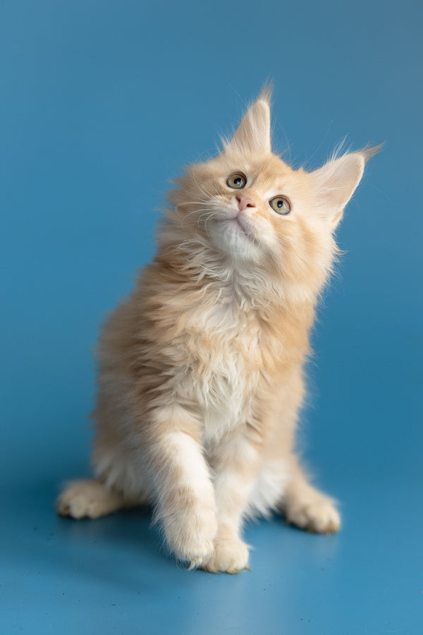 Zefir | Maine Coon Kitten