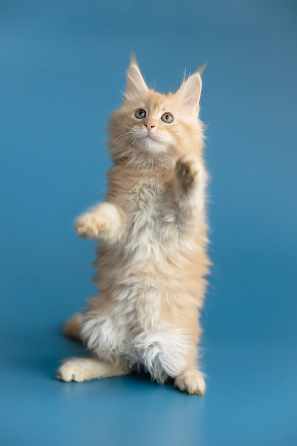 Zefir | Maine Coon Kitten