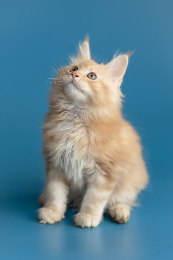 Zefir | Maine Coon Kitten