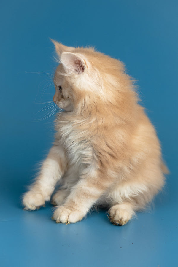 Zefir | Maine Coon Kitten