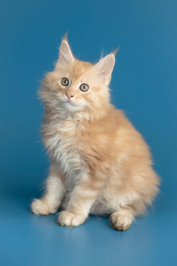 Zefir | Maine Coon Kitten
