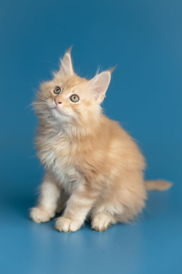 Zefir | Maine Coon Kitten