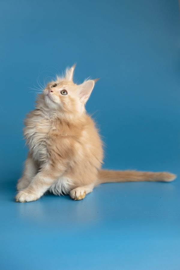 Zefir | Maine Coon Kitten