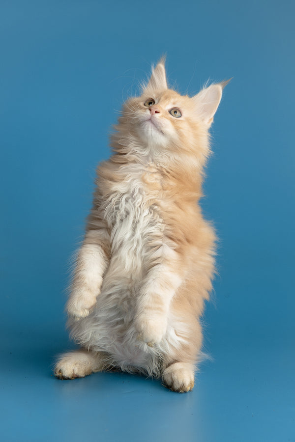 Zefir | Maine Coon Kitten