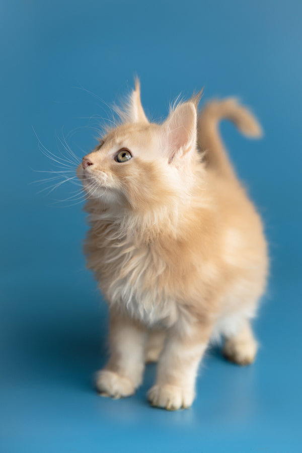 Zefir | Maine Coon Kitten