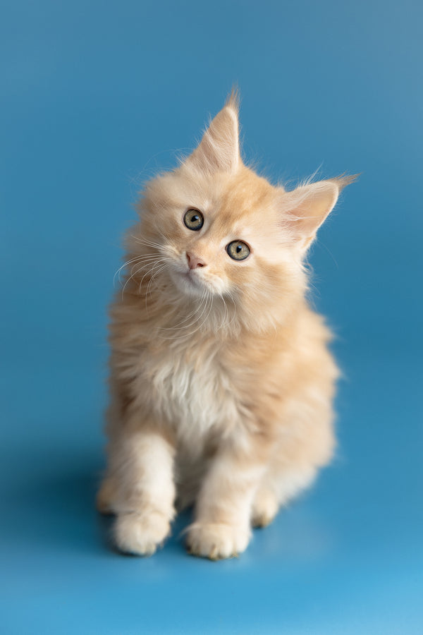 Zefir | Maine Coon Kitten