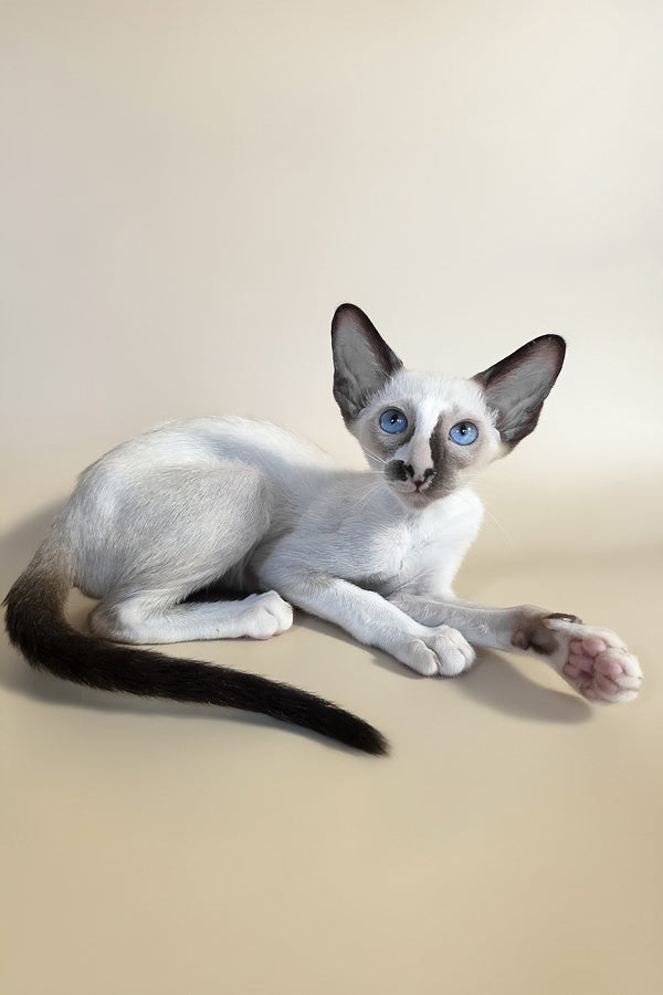 Zelda | Oriental Shorthair Kitten