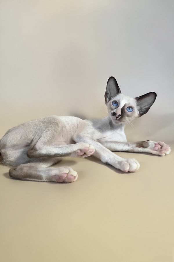 Zelda | Oriental Shorthair Kitten