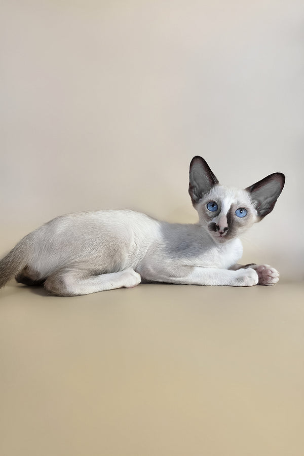 Zelda | Oriental Shorthair Kitten