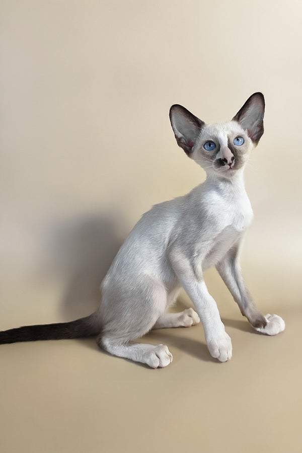 Zelda | Oriental Shorthair Kitten