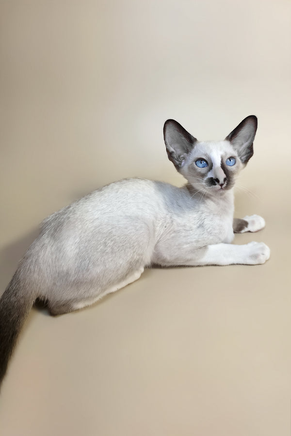 Zelda | Oriental Shorthair Kitten