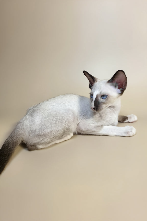 Zelda | Oriental Shorthair Kitten
