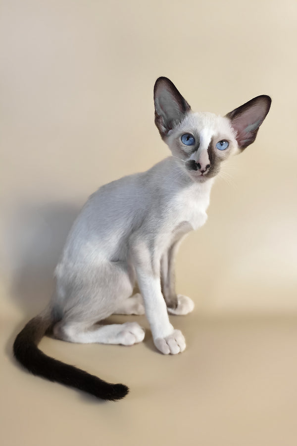 Zelda | Oriental Shorthair Kitten