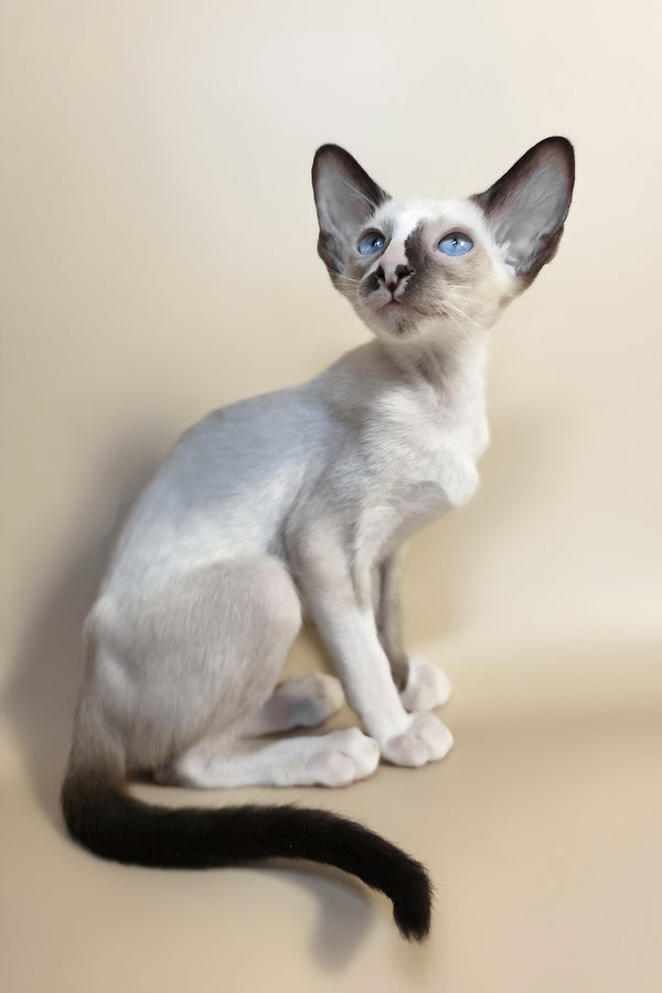 Zelda | Oriental Shorthair Kitten