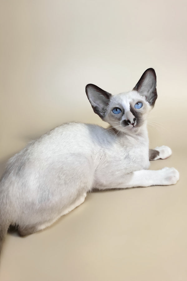 Zelda | Oriental Shorthair Kitten