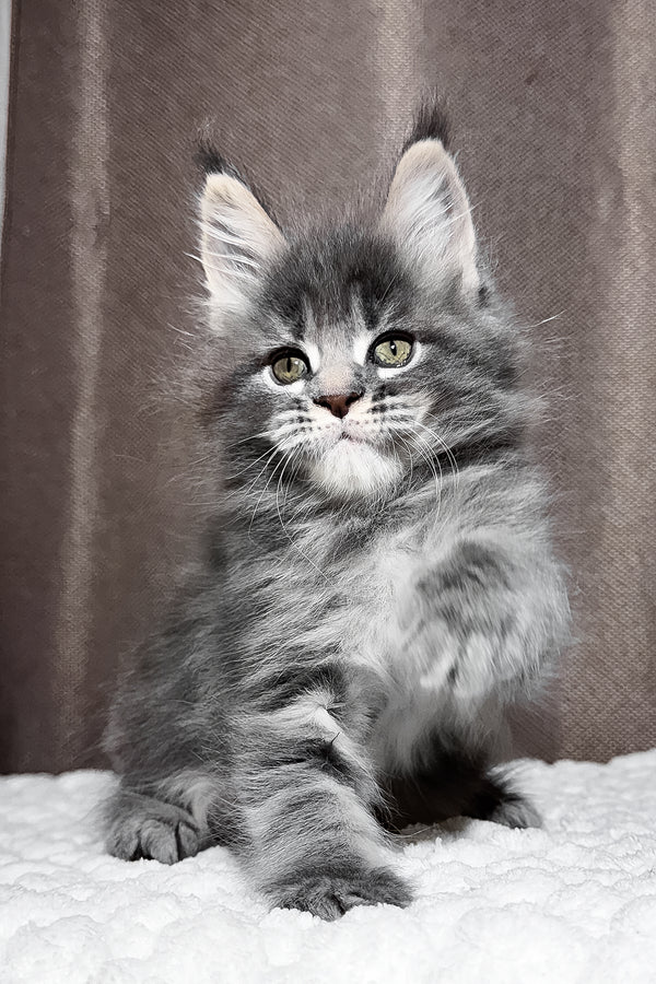 Zena | Maine Coon Kitten