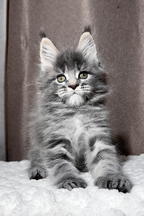 Zena | Maine Coon Kitten