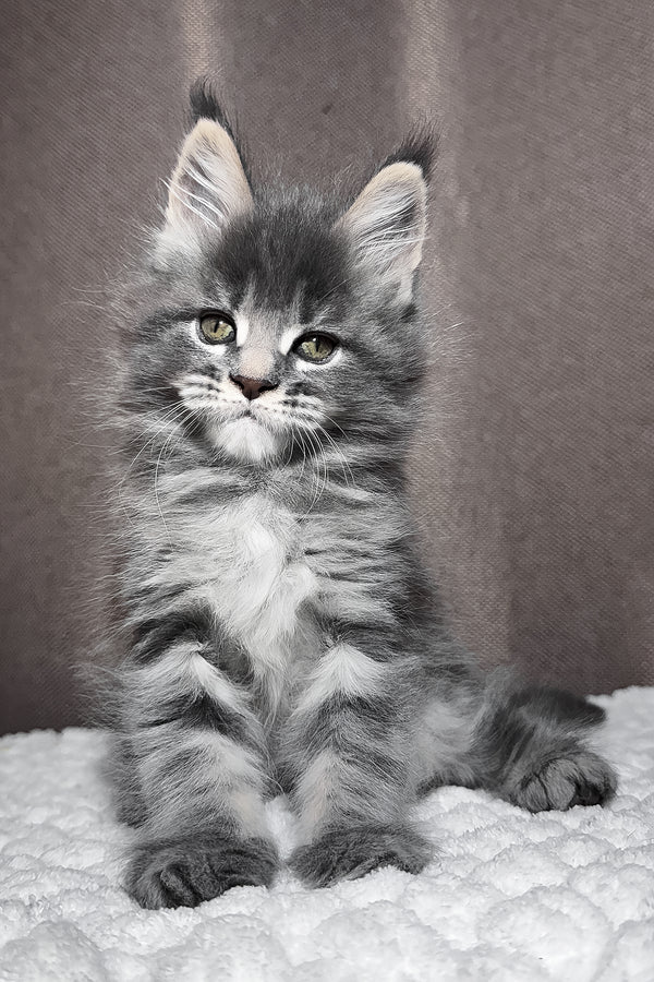 Zena | Maine Coon Kitten