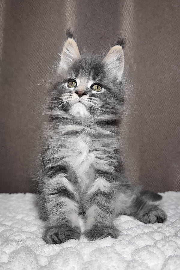 Zena | Maine Coon Kitten
