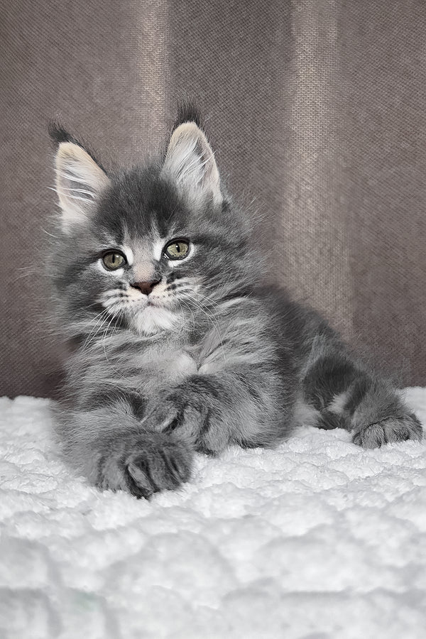 Zena | Maine Coon Kitten