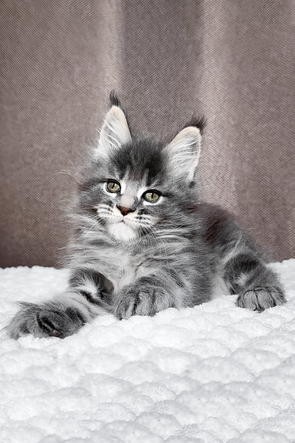 Zena | Maine Coon Kitten