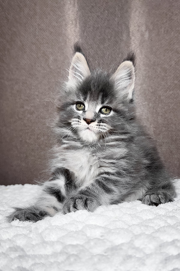 Zena | Maine Coon Kitten