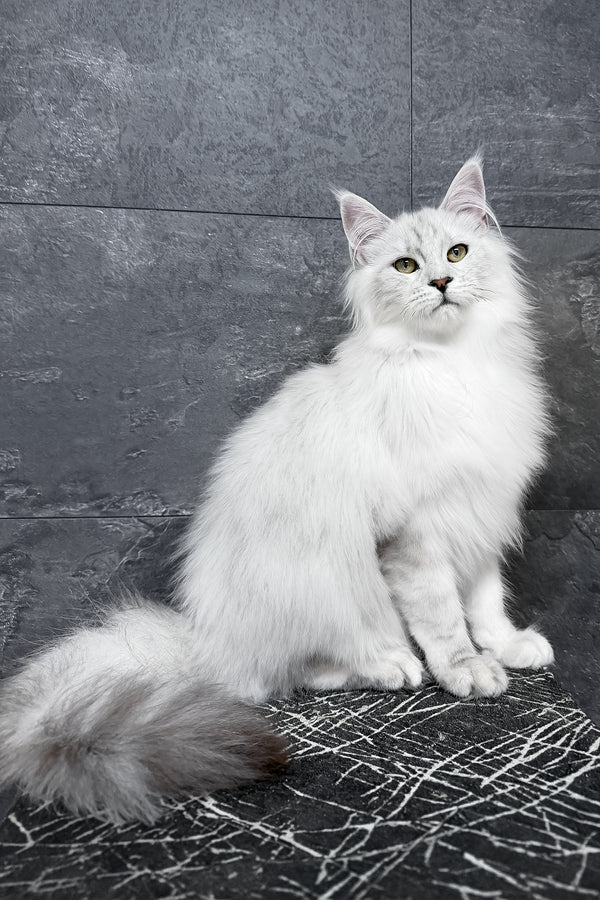 Fluffy white maine coon kitten with striking green eyes and silver shaded coat sitting on dark marble floor