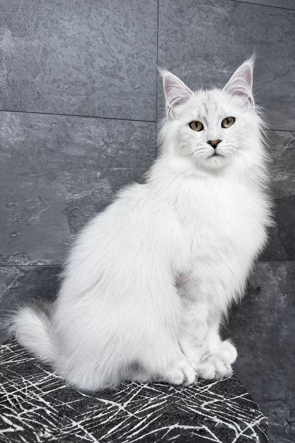 A fluffy white maine coon kitten with striking green eyes on a patterned surface showing a silver shaded coat