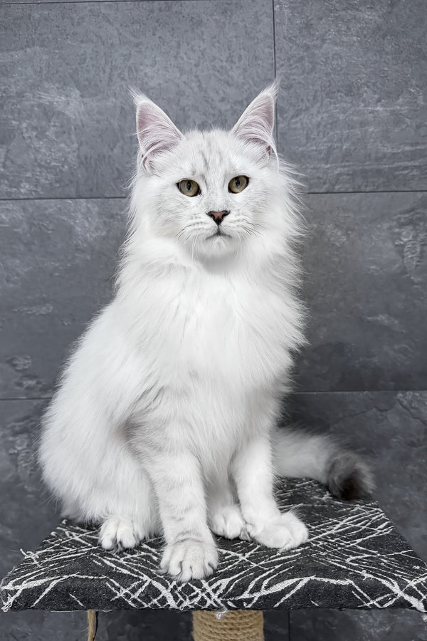 A fluffy white maine coon kitten with striking green eyes and a silver shaded coat sits on a black silver shaded cushion