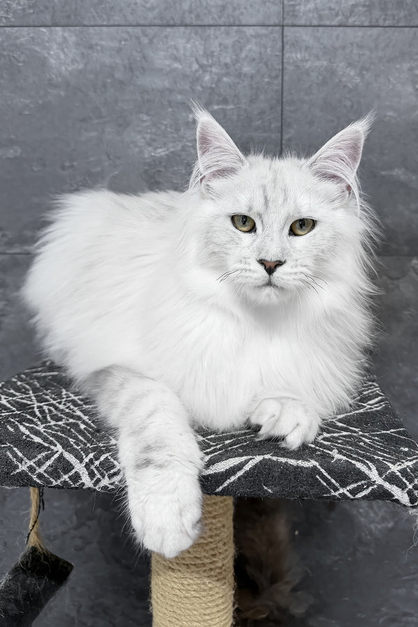Fluffy white maine coon kitten with striking green eyes lounging on black and white patterned perch of zephir