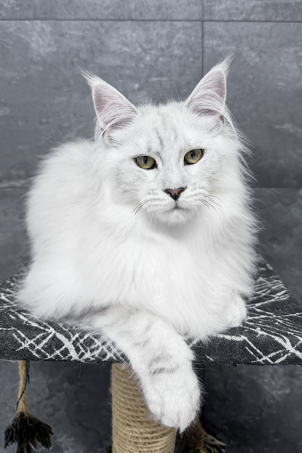 A fluffy white maine coon kitten with striking green eyes lounges on a black and white perch showcasing its silver shaded coat