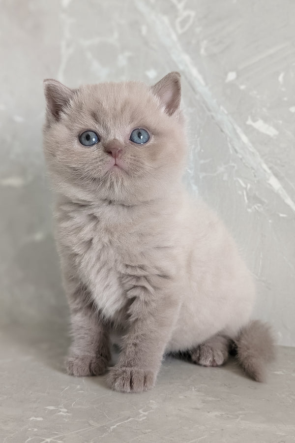 Zeus | Scottish Straight Kitten