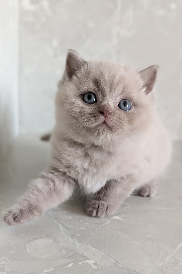 Zeus | Scottish Straight Kitten