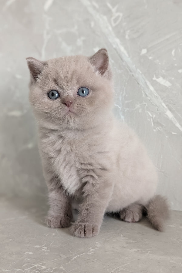 Zeus | Scottish Straight Kitten