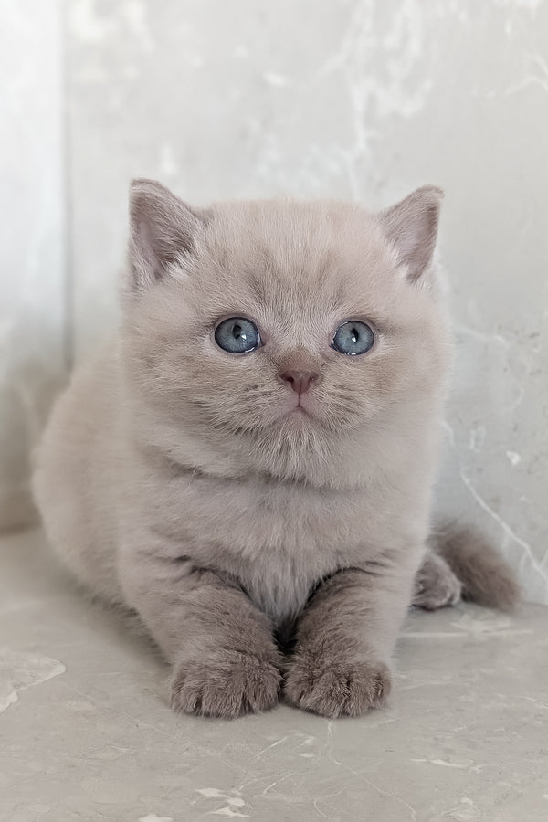 Zeus | Scottish Straight Kitten
