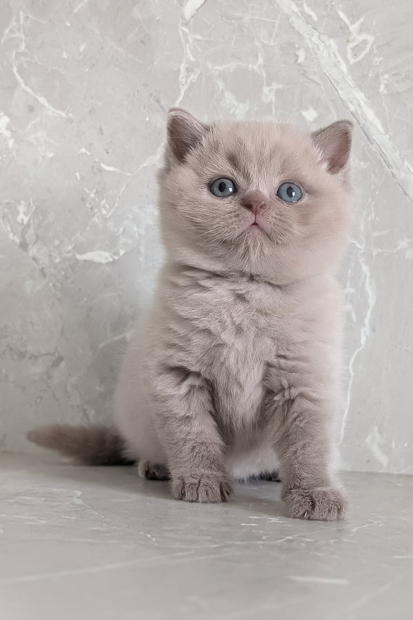 Zeus | Scottish Straight Kitten