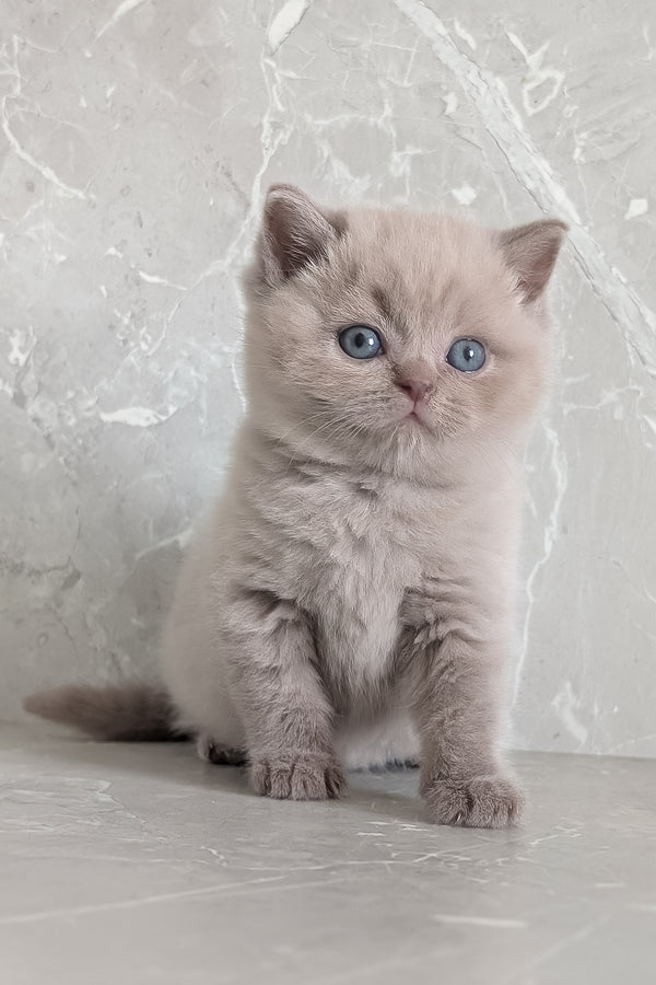 Zeus | Scottish Straight Kitten