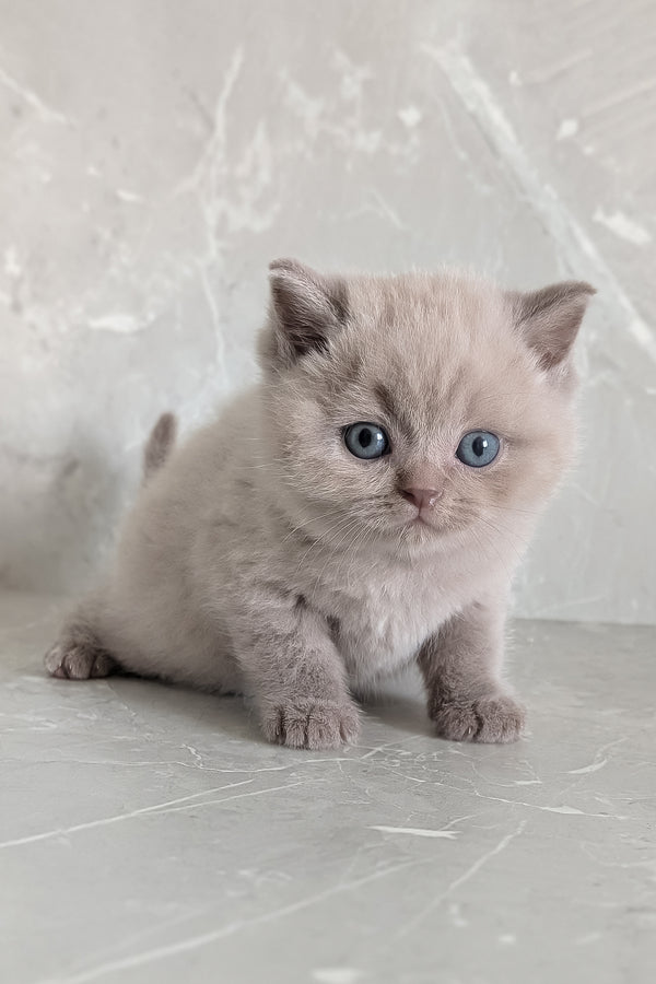 Zeus | Scottish Straight Kitten